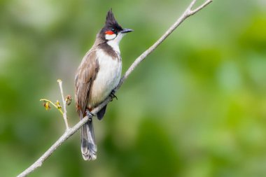 Çarpıcı bir Kırmızı Bıyıklı Bulbul zarif bir şekilde tüneyerek doğal bir arkaplana karşı zarif armasını ve belirgin kırmızı bıyık yamalarını sergiliyor ve mükemmel bir resim anı yaratıyor..