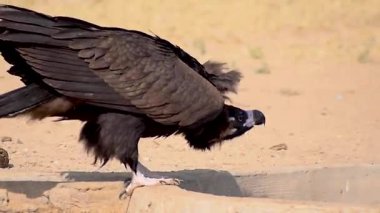 İki Asya fili, Kabini Nagarhole Tiger Reserve 'deki bir orman safari yolunda sakince yürür ve trompetle ormanda bekleyen sürülerine katılırlar. Kısa ama güçlü an, yoğun bir ormanda vahşi karşılaşmaların özünü yakalar..