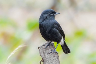 Fareli köyün çalıkuşu, cesur ve aktif bir kuş, bir tüneğe dikkatlice oturur, aşağıdaki böceklere göz kulak olur. Bu bölge türleri genellikle tünekler arasında uçarak avlarını havada yakalamak için kısa uçuşlar yaparlar..