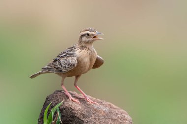 Bir Tawny Lark (Galerida deva) açık otlaktaki bir kayanın üzerinde tüneyerek, şişmiş boğaz ve tetikte durarak seslenir. Belirgin işaretleri ve tipik kuru yaşam alanı davranışı Hindistan 'ın kurak ve yarı kurak bölgeleriyle olan güçlü bağlantısını yansıtır..