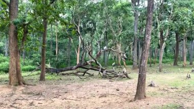 Büyük bir Hint gri languru grubu Kabini Nagarhole Tiger Reserve 'nin yemyeşil ormanında şakacı bir şekilde kovalar, zıplar ve etkileşim kurar. Onların enerjik hareketleri, klasik bir orman safarisi sırasında ormanı canlandırır..