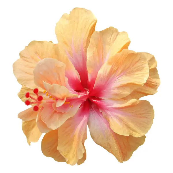 Beyaz arkaplanda izole edilmiş Hibiscus çiçeği resmi