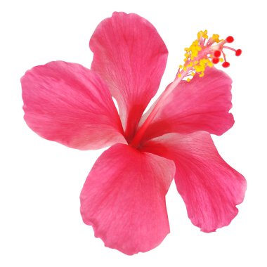 Beyaz arkaplanda izole edilmiş Hibiscus çiçeği