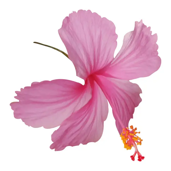 Beyaz arkaplanda izole edilmiş pembe amber çiçeği.