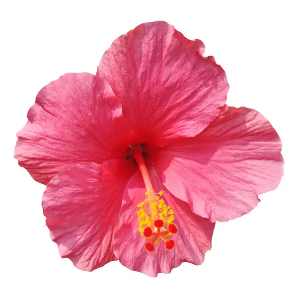 Parlak ve Kırmızı Hibiscus Çiçek Stoku Fotoğrafı