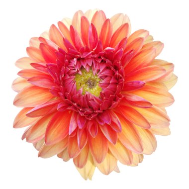 Dahlia çiçeği beyaz arkaplanda izole edilmiş.