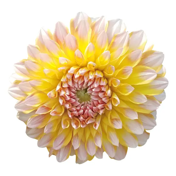 Dahlia çiçeği beyaz arkaplanda izole edilmiş.