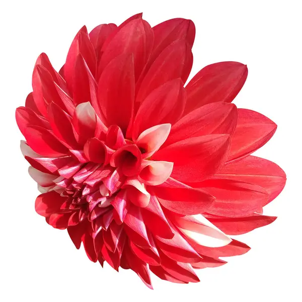 Dahlia çiçeği beyaz arkaplanda izole edilmiş.