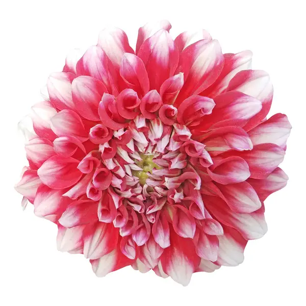 Dahlia çiçeği beyaz arkaplanda izole edilmiş.