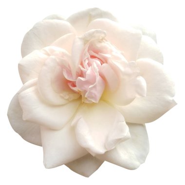 Beyaz arkaplanda izole edilmiş güzel beyaz gül çiçeği.