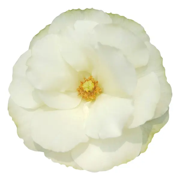 Beyaz arkaplanda izole edilmiş güzel beyaz gül çiçeği.