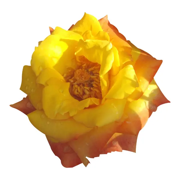 İzole edilmiş beyaz arkaplan fotoğrafında parlak gül çiçeği