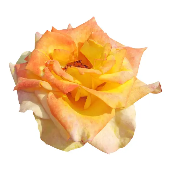 İzole edilmiş beyaz arkaplan fotoğrafında parlak gül çiçeği