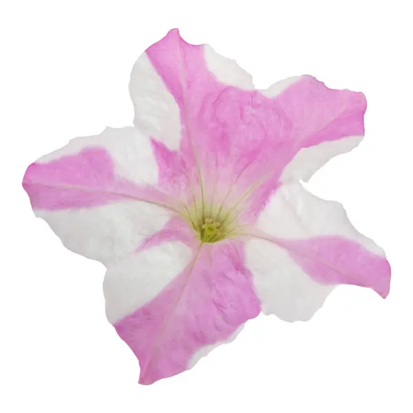 Güzel Petunia Çiçek Stoku Fotoğrafı