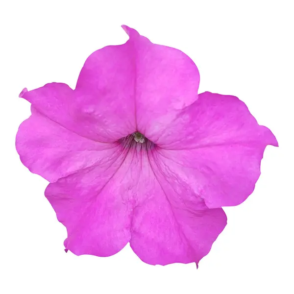 Güzel Petunia Çiçek Stoku Fotoğrafı