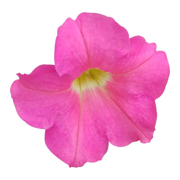 Güzel Petunia Çiçek Stoku Fotoğrafı