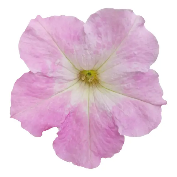 Güzel Petunia Çiçek Stoku Fotoğrafı