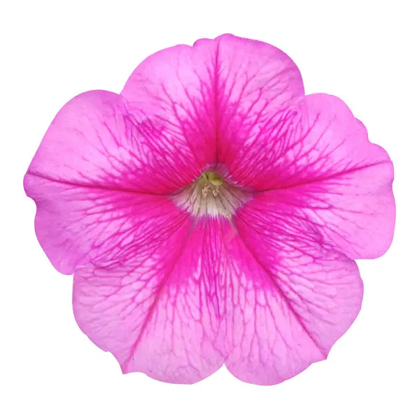Güzel Petunia Çiçek Stoku Fotoğrafı