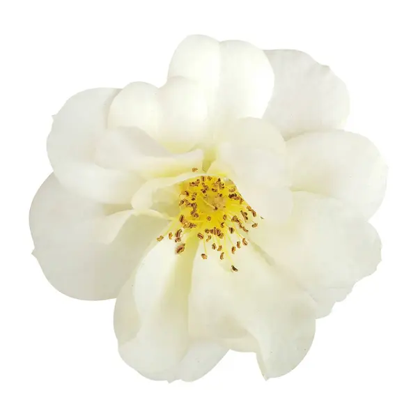 Beyaz arkaplanda izole edilmiş beyaz gül