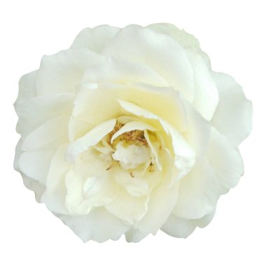 Beyaz arkaplanda izole edilmiş beyaz gül çiçeği