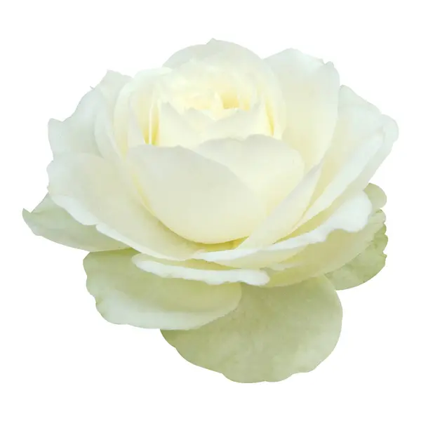 Beyaz arkaplanda izole edilmiş beyaz gül çiçeği