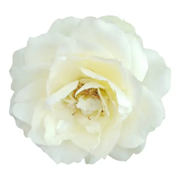 Beyaz arkaplanda izole edilmiş beyaz gül çiçeği