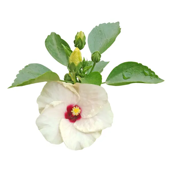 Hibiscus Çiçek Stoğu Fotoğrafları