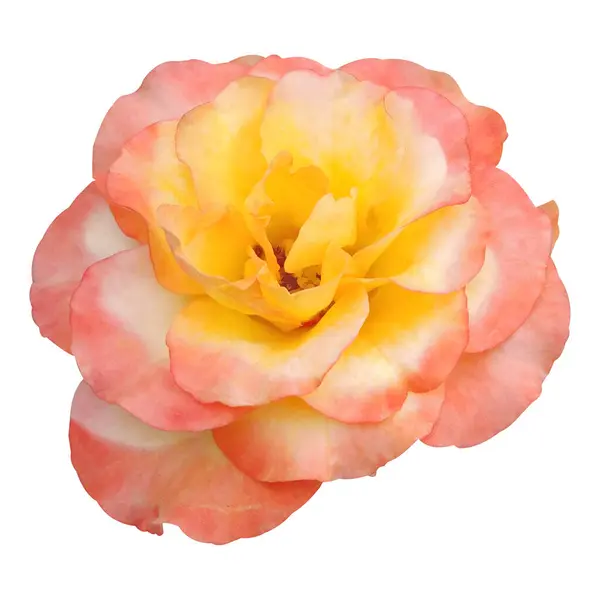 Güzel Gül Çiçeği Fotoğrafı