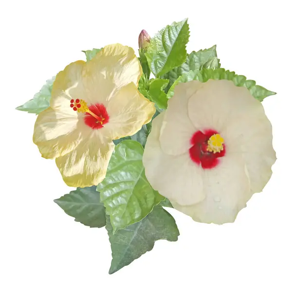 Hibiscus çiçek stok fotoğraf