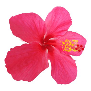 Parlak ve Kırmızı Hibiscus Çiçek Stoku Fotoğrafı