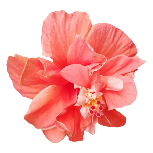 Beyaz arkaplanda izole edilmiş Hibiscus çiçeği