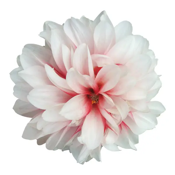 Beyaz Dahlia Çiçek Stoku Fotoğrafı