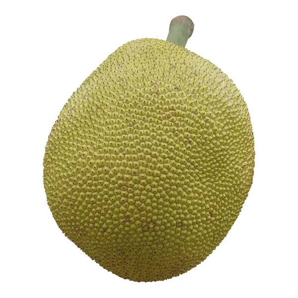 Taze Jackfruit beyaz arka plan izole