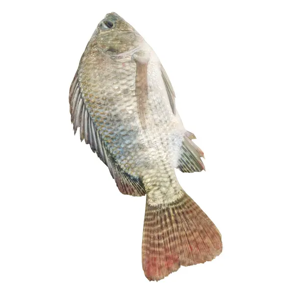 Beyaz arka plan üzerinde izole tilapia balık