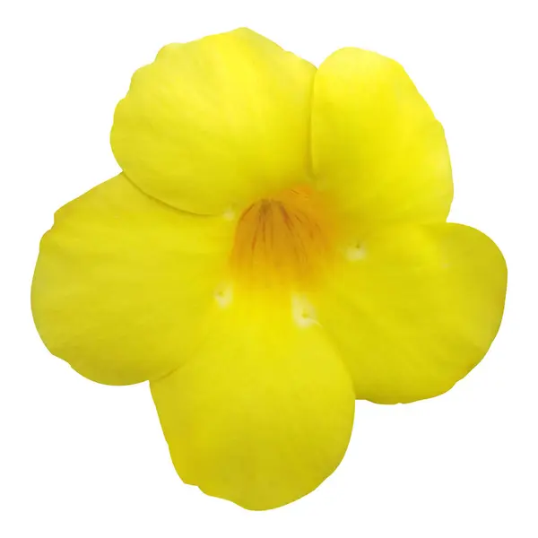 Sarı Allamanda Çiçek Deposu Fotoğrafı