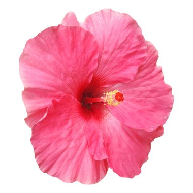 Hibiscus çiçek beyaz arka plan üzerinde