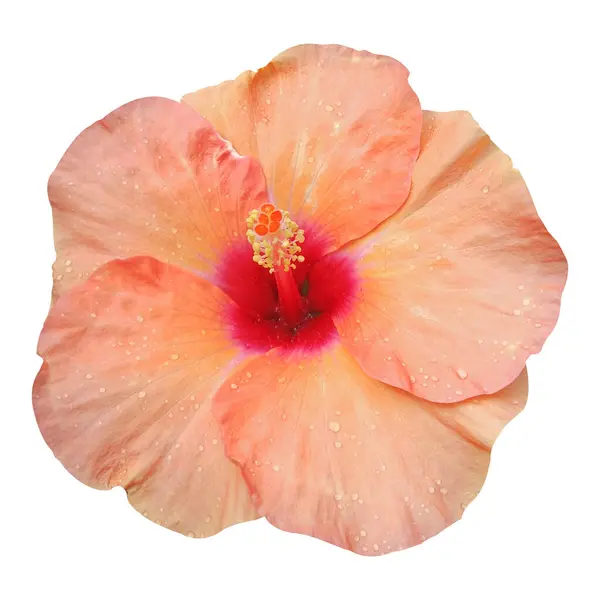 taze ve güzel amber çiçeği