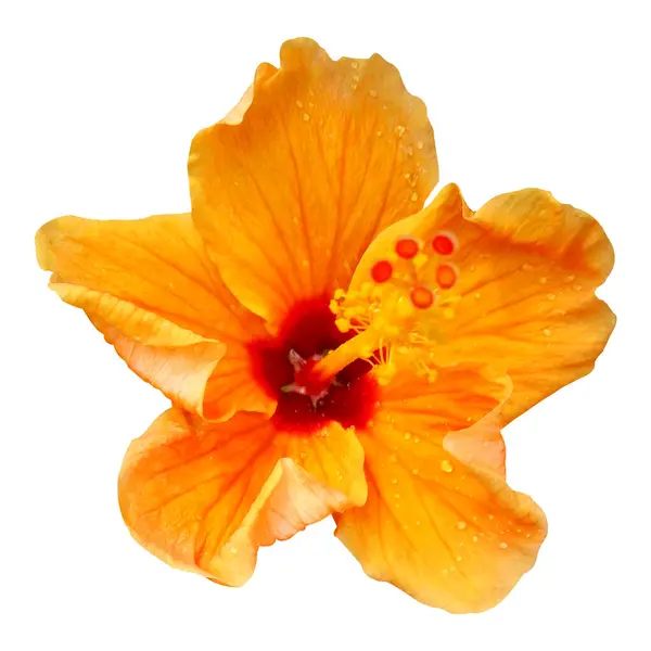 Parlak Sarı Hibiscus Çiçek ResmiName