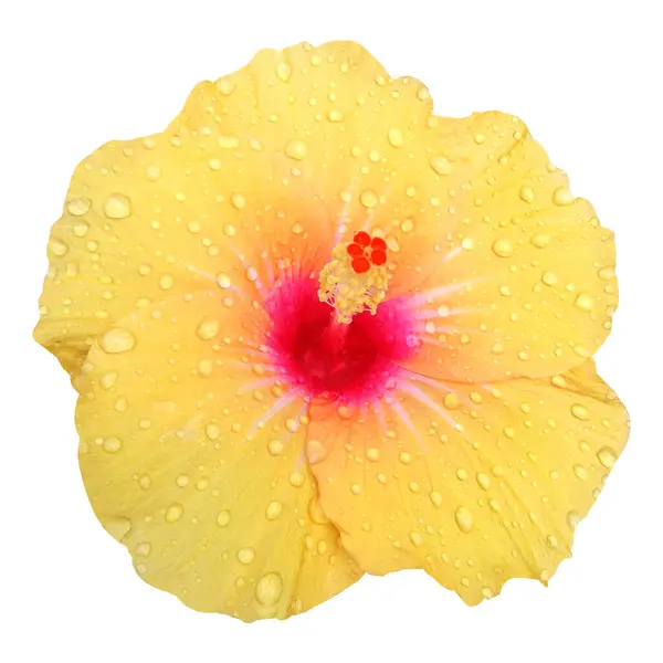 Beyaz Arkaplanda Su Damlaları Olan Parlak Sarı Hibiscus Çiçeği