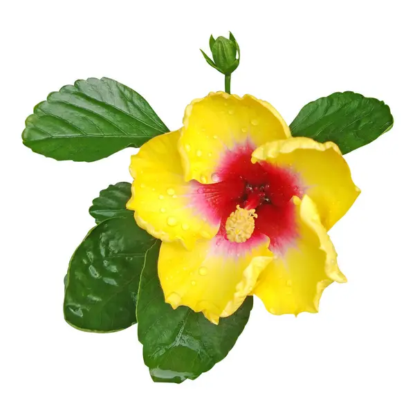 Yeşil Yaprak ve Bud Stock Fotoğraflı Sarı Hibiscus Çiçeği