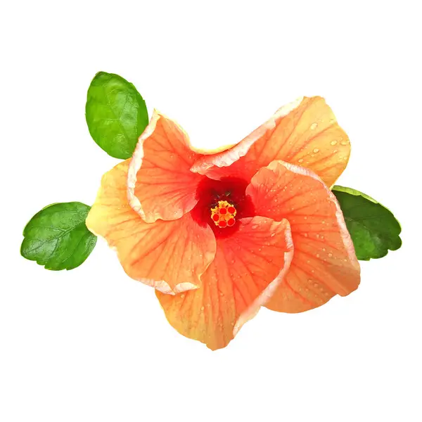 Beyaz arkaplanda izole edilmiş Hibiscus çiçeği