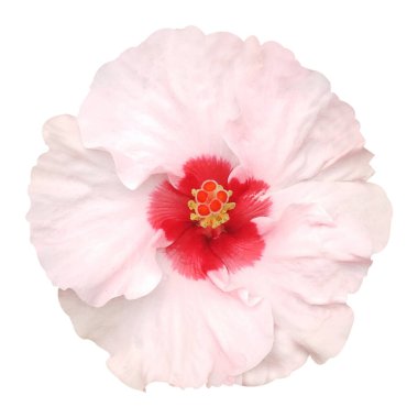 Kırmızı ve Beyaz Hibiscus Çiçek Görüntüsü 