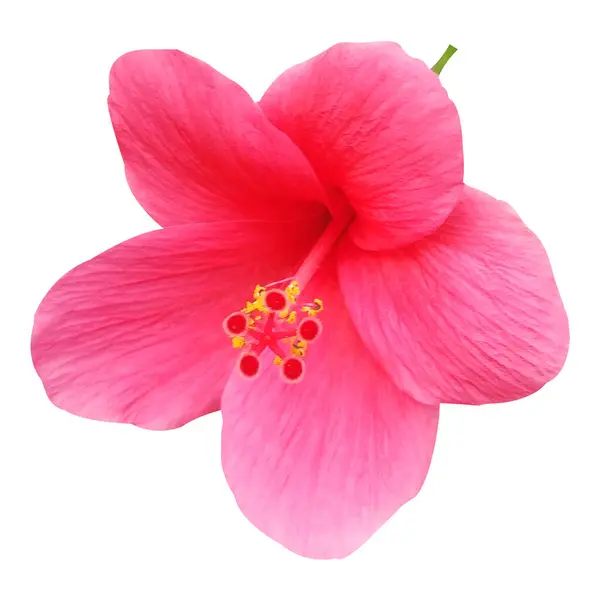 Kırmızı Hibiscus Çiçek Mağazası Fotoğrafı