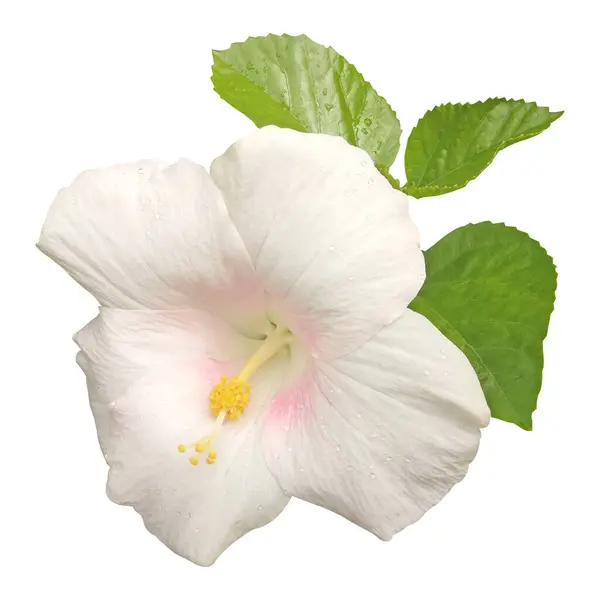 Beyaz Hibiscus Çiçek Stoku Fotoğrafı