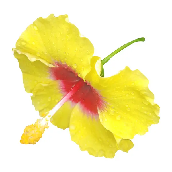 kırmızı ve sarı amber çiçeği resmi