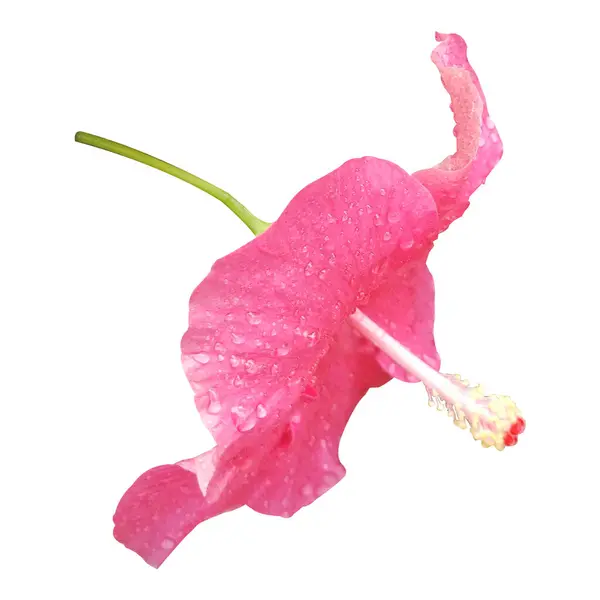 kırmızı amber çiçeği resmi