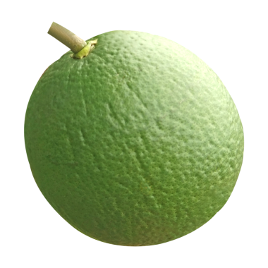 Beyaz arkaplanda yeşil malta izole