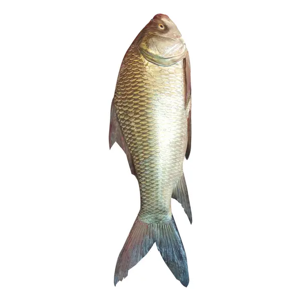 Catla Fish Stock Photo