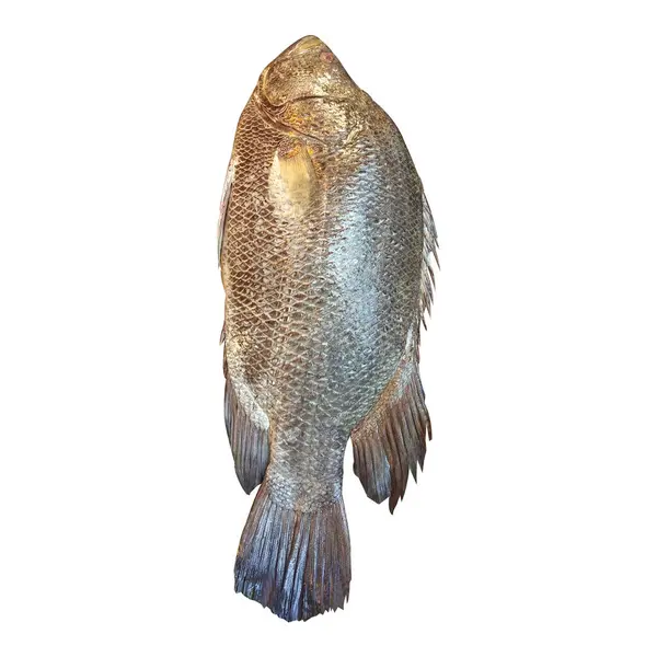 Koi Coral Fish Stock Photo