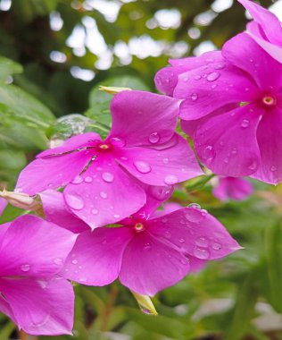 Pembe çiçeğe yakın, doğaya su damlaları damlatıyor.